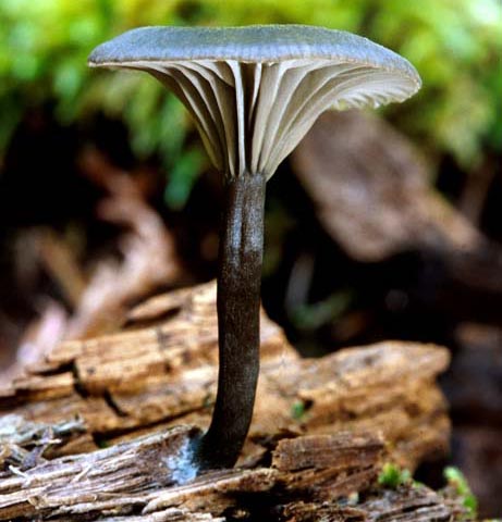 Arrhenia epichysium - Fungi species | sokos jishebi | სოკოს ჯიშები
